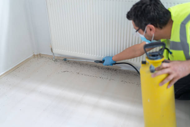 Best Ant Control Services  in Port Isabel, TX